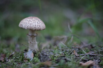 Toadstool (Amanita pantherina) mushroom in the forest. Beautiful and poisonous mushroom amanita pantherina