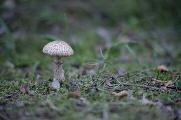 Toadstool (Amanita pantherina) mushroom in the forest. Beautiful and poisonous mushroom amanita pantherina