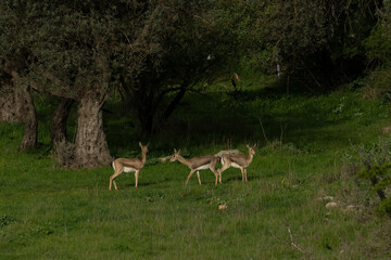Naklejka na ściany i meble Three Gazelles in Jerusalem, Israel