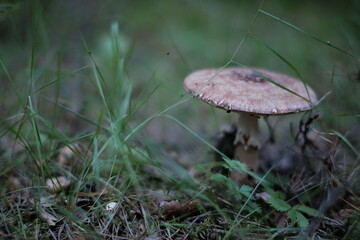 Toadstool (Amanita pantherina) mushroom in the forest. Beautiful and poisonous mushroom amanita pantherina
