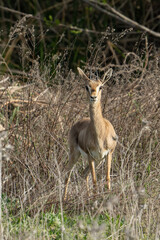 A Gazelle in Jerusalem, Israel