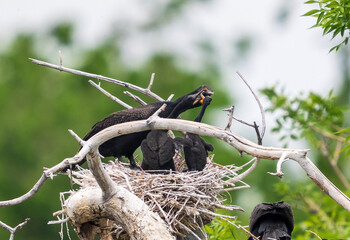 A Double-crested Cormorant reaches over to its chicks with open bill after much prodding from the...