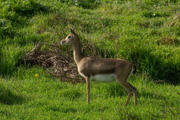 A Gazelle in Jerusalem, Israel