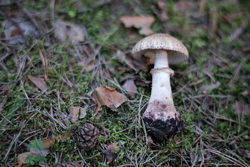 Toadstool (Amanita pantherina) mushroom in the forest. Beautiful and poisonous mushroom amanita pantherina