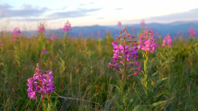 Beautiful meadow of wild flowers in bloom at sunset, alpine meadow in summer in the mountains, hiking, natural beauty concept, mountain meadow in Ukraine