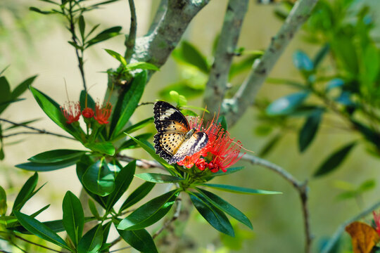 Schmetterling Malaysia Bl&uuml;te