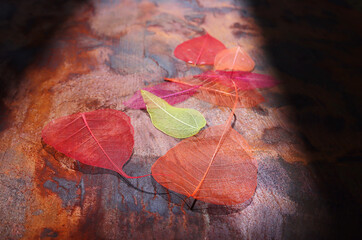 Transparent and delicate leaves over old wooden background