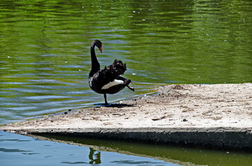 A black swan enjoys the water from swimming in Lake Sofia, Bulgaria    
