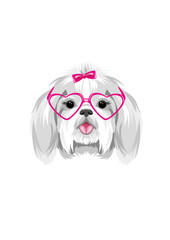 Portrait of Shih Tzu in pink eyeglasses