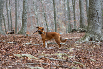 Naklejka premium A dog standing in a forest with a stick in its mouth, highlighting its adventurous spirit and the natural beauty of the woodland setting.