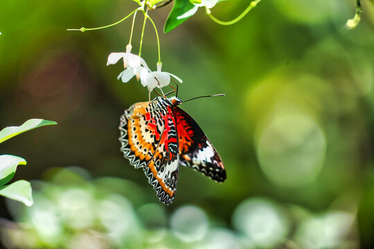 Schmetterling Malaysia Bl&uuml;te makro
