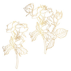 Set of hand-draw line golden rose composition. Flower and leaf illustration. Great for wedding invitation and greeting cards or logo design.