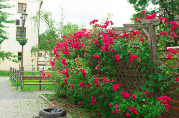 Fototapeta na wymiar Scarlet rose buds. Beautiful flowers. Background. Texture.