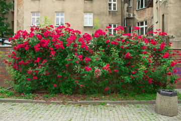 Fototapeta na wymiar Scarlet rose buds. Beautiful flowers. Background. Texture.