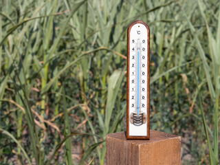 Hitzewelle - Dürre - Wassermangel - Ertragsverluste beim Mais