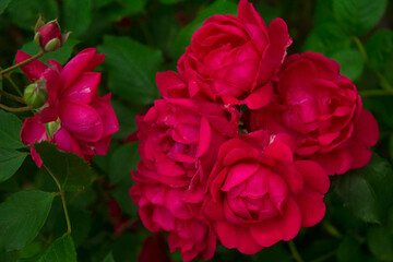 Scarlet rose buds. Beautiful flowers. Background. Texture.