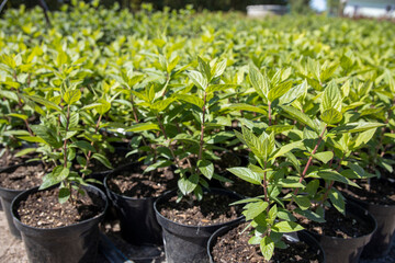 Plants in the garden center. Flowers in plastic containers. Wholesale base for the sale of garden plants.