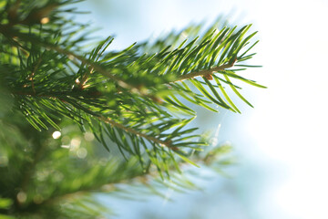Background of juicy greenery of spruce, pine, small depth of field, beautiful bokeh, coniferous needles, macro photography.