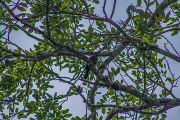 pajaro toh 4 