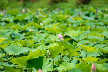 Fototapeta na wymiar Pink lotus blooming in sunlight