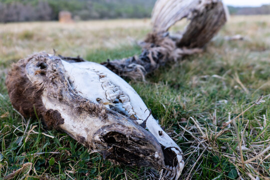 Closeup of a skeleton of a dead deer in the forest on the grass
