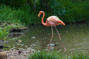 Flamingo y tortuga
