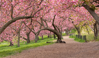 Spring in Central Park New York City. Blooming Kwanzan Cherry trees on Upper West Side of Manhattan. USA