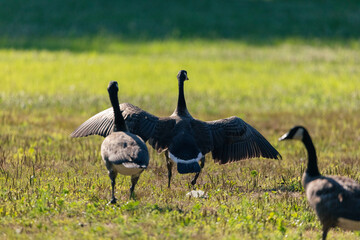 pair of geese © Francois Saison