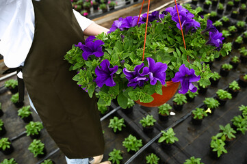 Plants for sale at the small local nursery. Horticulture flower business