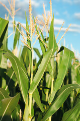 Fototapeta premium a field of green corn on the background of a blue sky, farming, cultivation of agricultural crops, cereals