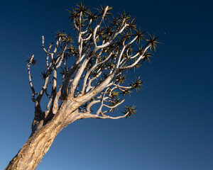 Quiver tree at Fish River Canyon;  Namibia