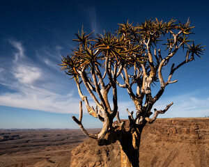 Quiver tree at Fish River Canyon;  Namibia