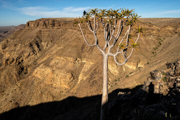Quiver tree at Fish River Canyon;  Namibia