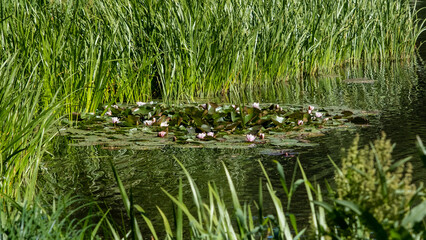 White lotus flower in a pond in natural light