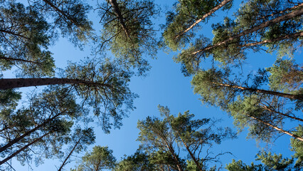Tree tops against blue sky. Pine forest is a natural resource.