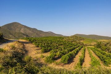 Naklejka premium Vue lors d'une fin de journée estivale sur les coteaux de vignes de Saint-Chinian à Roquebrun