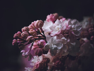 Beautiful flowers of white and pink lilac on a dark background.Romantic decorative picture. Beauty Of Moscow,most beautiful lilac   