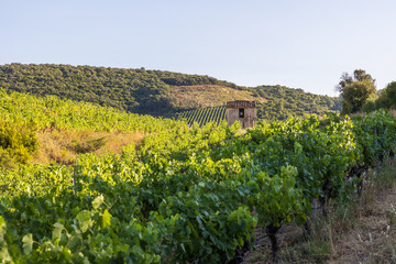 Vue lors d'une fin de journée estivale sur les coteaux de vignes de Saint-Chinian à Roquebrun
