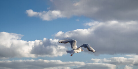 eine einsame weiße Möwe mit ausgebreiteten Flügeln fliegt de Wolken entgegen