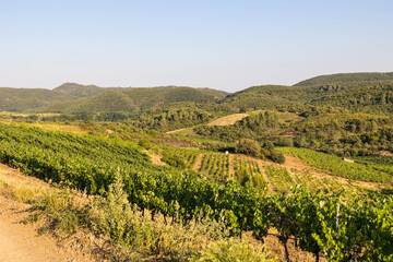 Fototapeta na wymiar Vue lors d'une fin de journée estivale sur les coteaux de vignes de Saint-Chinian à Roquebrun