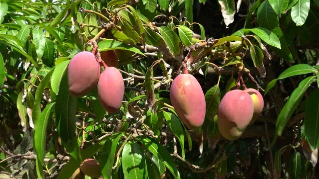 Mango ripens on a tree during the harvest period