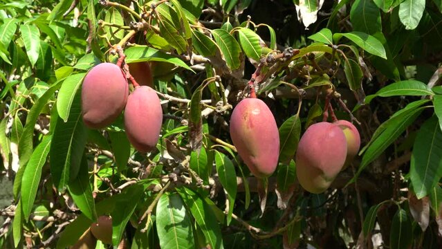 Mango ripens on a tree during the harvest period