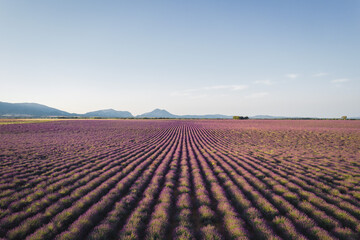 Aerial View of Lavender Fields in Valensole Plateau at sunrise, Provence, France