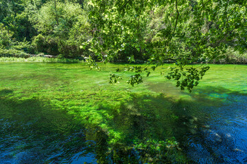 natural scenery of summer forest and stream