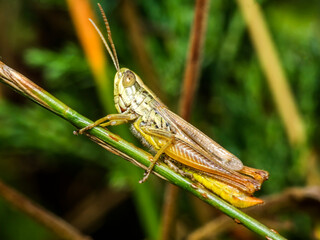 grasshopper 42