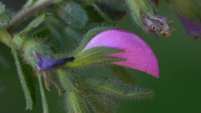 Spiny Restharrow in natural ambient (Ononis spinosa) - (4K)