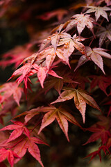 Leaves of the Japanese red maple with bright drops of water on them close-up
