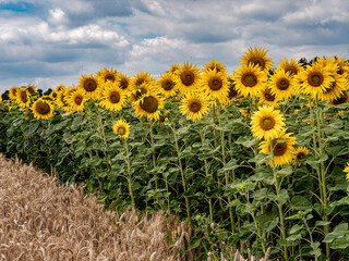 Obraz premium Sonnenblumen Feld im Kraichgau