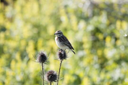 Female winchat, Saxicola rubetra, on a thistle