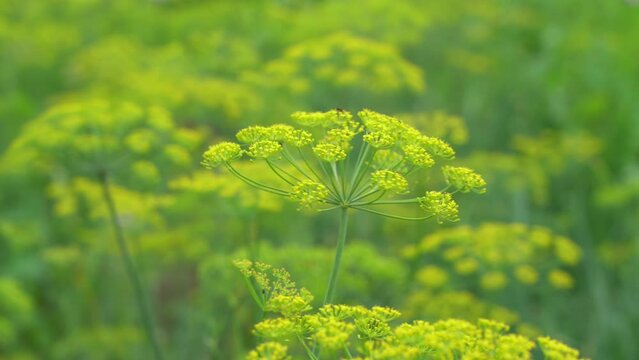 Dill is aromatic annual herb of parsley family with fine blue green leaves and yellow flowers used for flavoring and for medicinal purposes